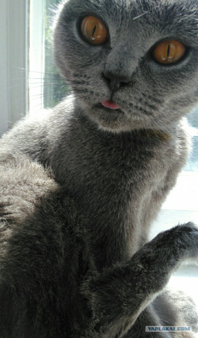 Котовторник 29.5.18