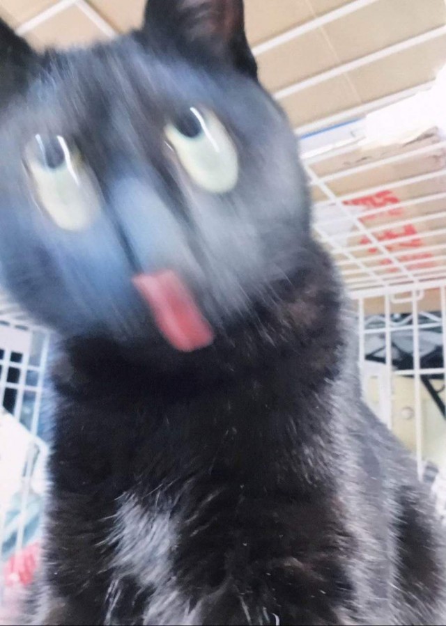 Неадекватные коты