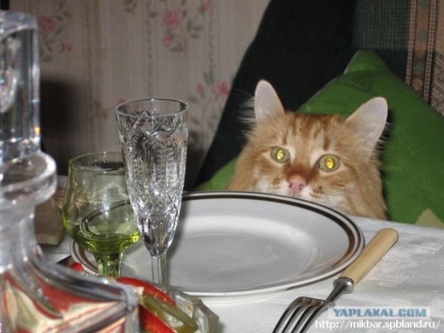 Рыжий котовторник на ЯПлакал!, Смотрим  и добавляем!