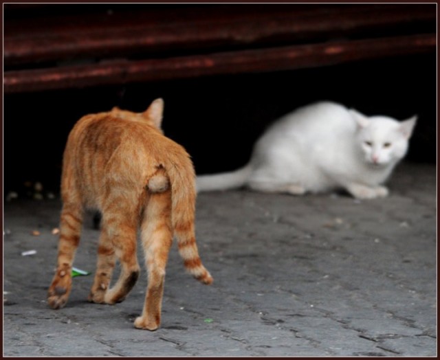 Уррааа! Котовторник на ЯПлакалъ!