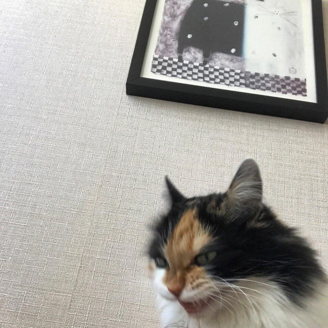 Прикольных котов пост