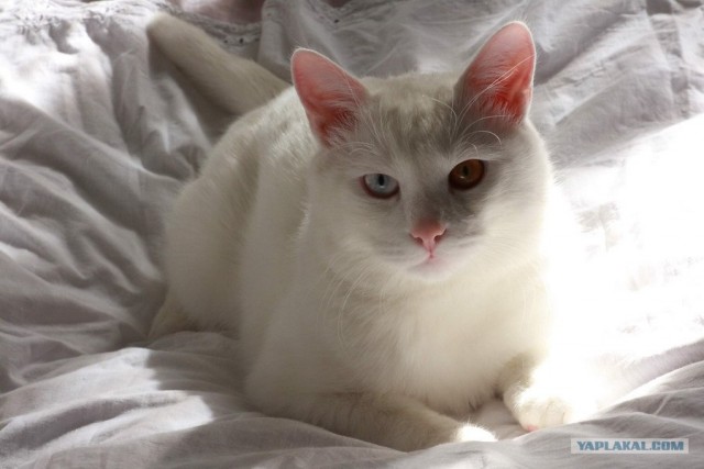Котовторник на ЯПлакалъ