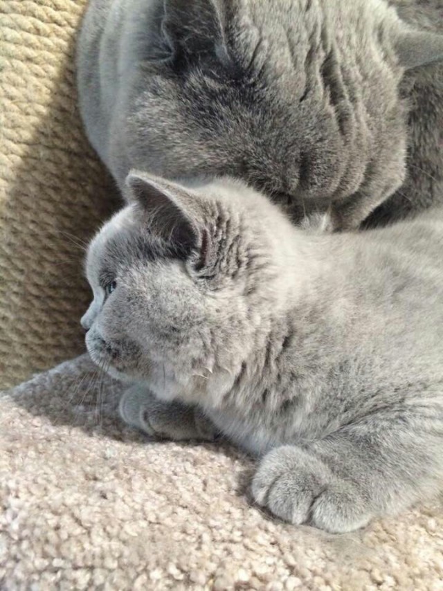 Немного милоты