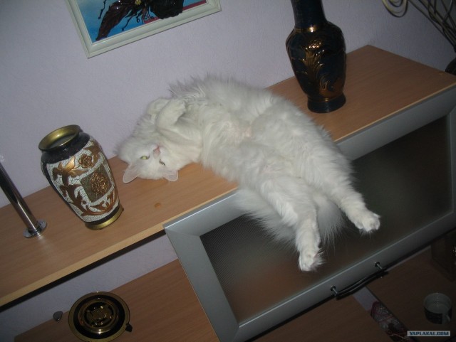 А как же котовторник?
