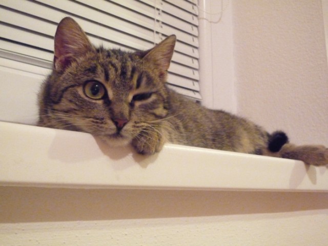 Котовторник на 31.03.2009