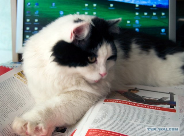 Котовторник на 6 июля