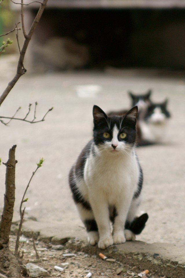 Котовторник. А как же?!