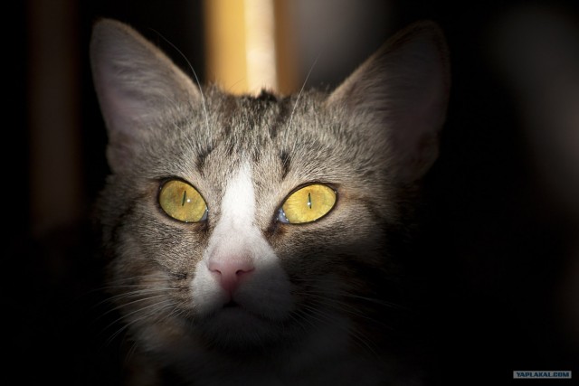 Котовторник