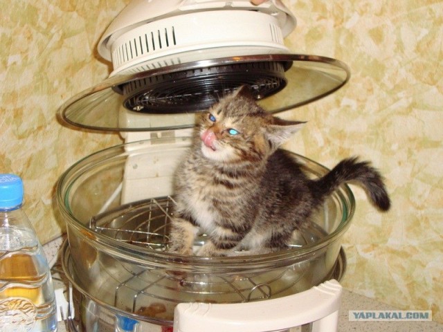 Котовторник на середину июня