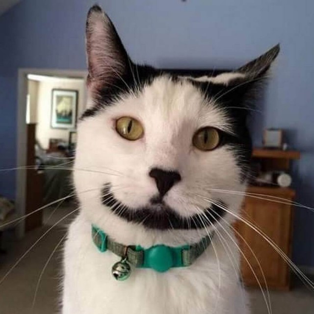 Прикольных котов пост