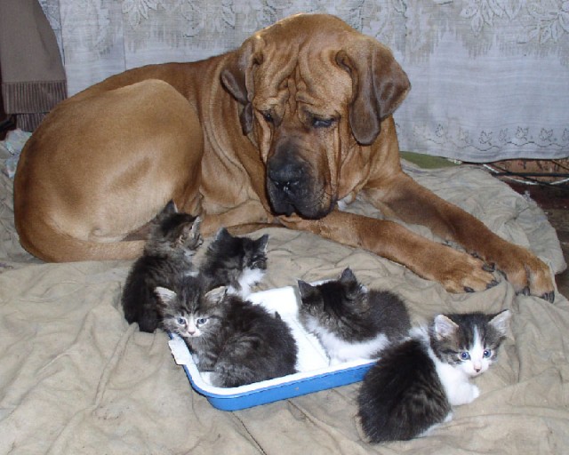 Котовторник с Максом