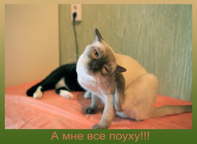 Состоятельный котовторник