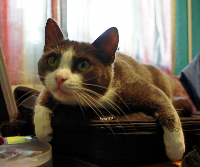 «Кошачий ангел»