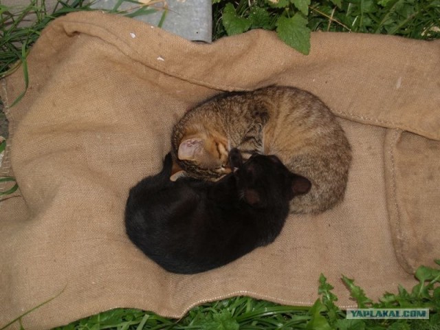 Котовторник 22.11.11