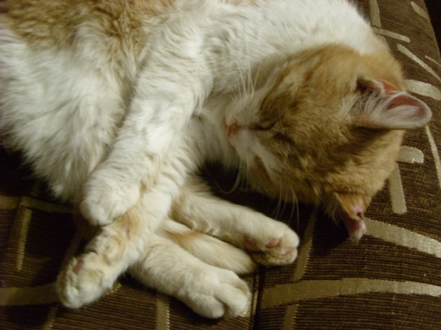 Котовторник (24. 01. 2012 )