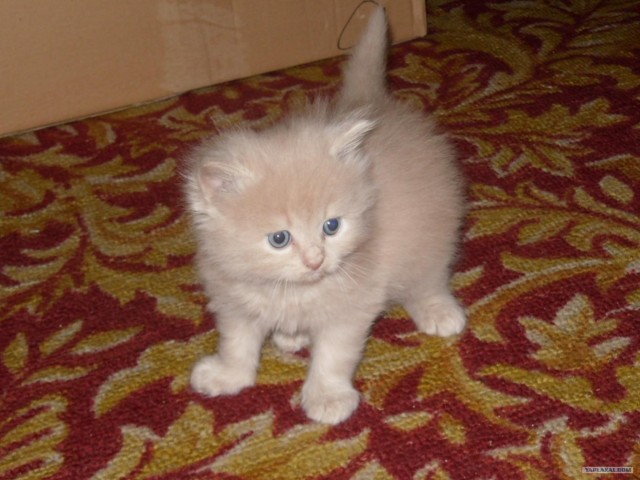 Котовторник (14.02.2012)