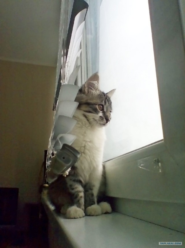 КОТОВТОРНИК (6.03.2012)
