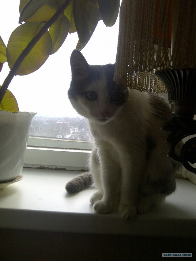 Котовторник 10.04.2012