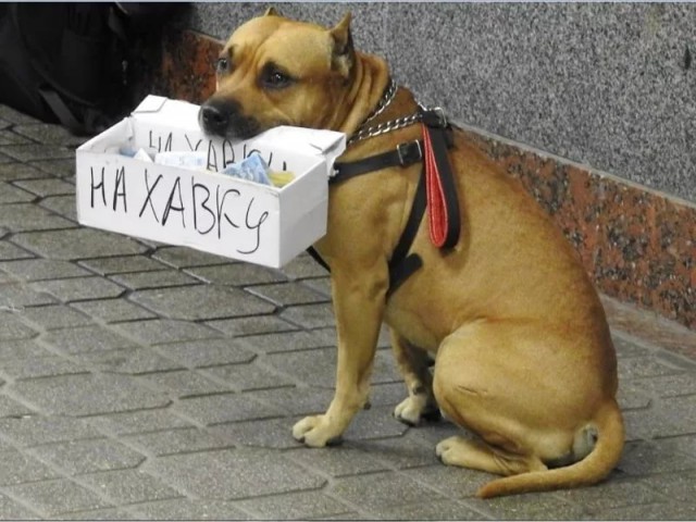 Богатство Пескова или отсутствие стыда
