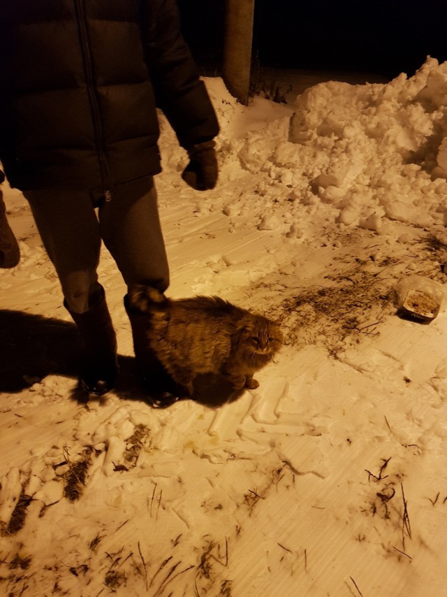 Прикольных котов пост