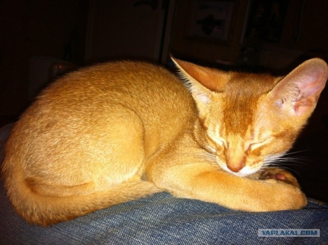 Котовторник  4.09.12