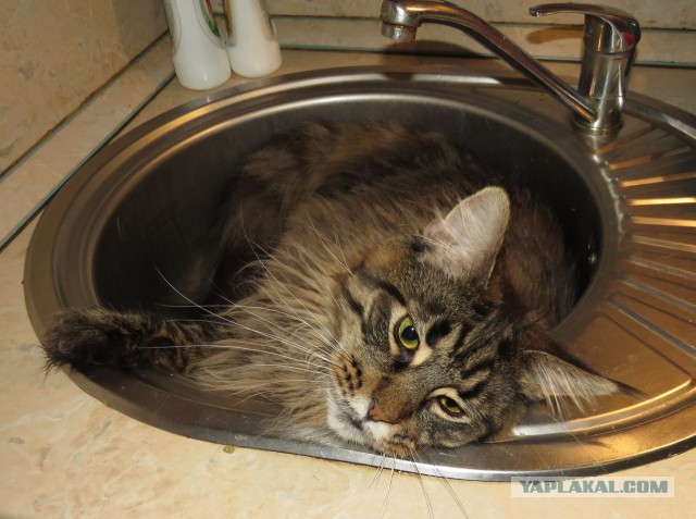 20 снимков с кисточками, доказывающих, что прекраснее мейн-кунов могут быть лишь котята мейн-кунов