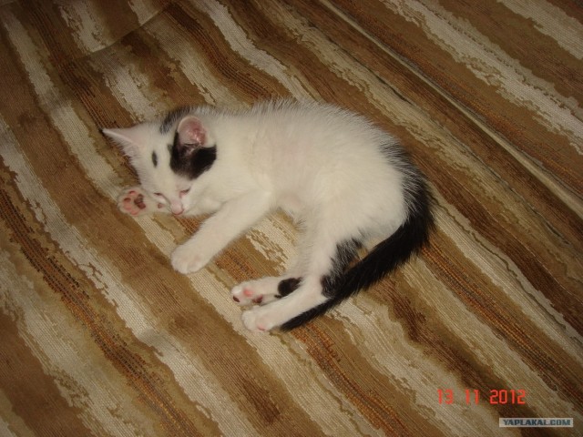 Находка на заднем дворе