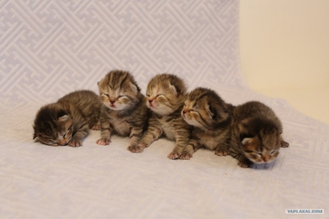 Новогодний Котовторник 01.01.2013