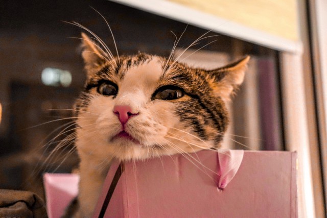 Правильный кот пользуется унитазом, а не лотком