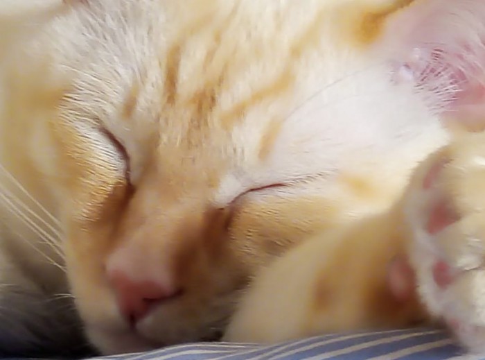 Котовторник 03.03.2020