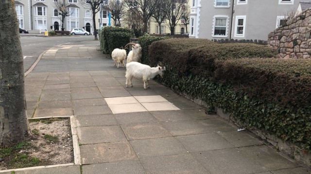 Из-за карантина город в Уэльсе «захватили» горные козлы. Теперь они бегают по безлюдным улицам и заглядывают в окна
