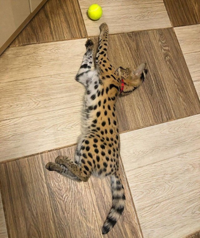 Эти забавные животные