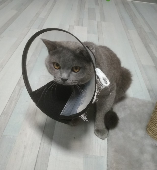 Фотографии, которые доказывают, что кошки самые большие сволочи