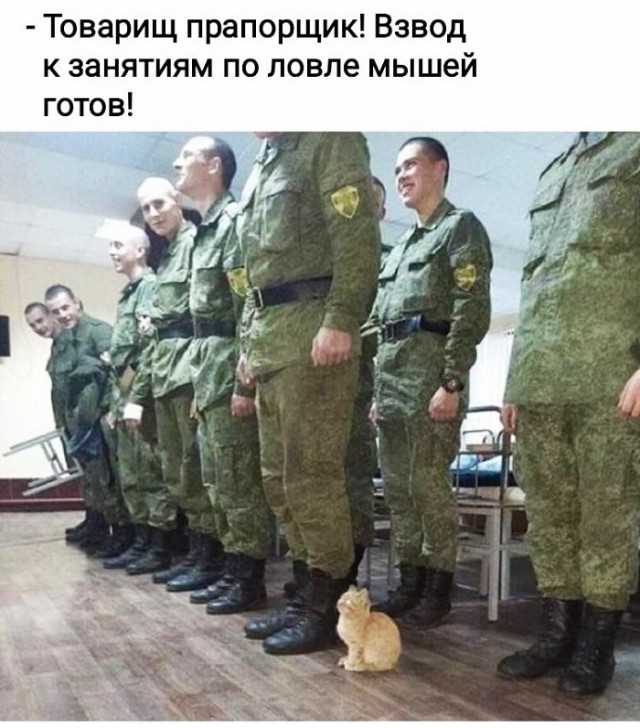 Картинки с надписями и котами