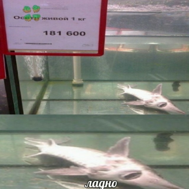 Весёлый полтишок 1.04