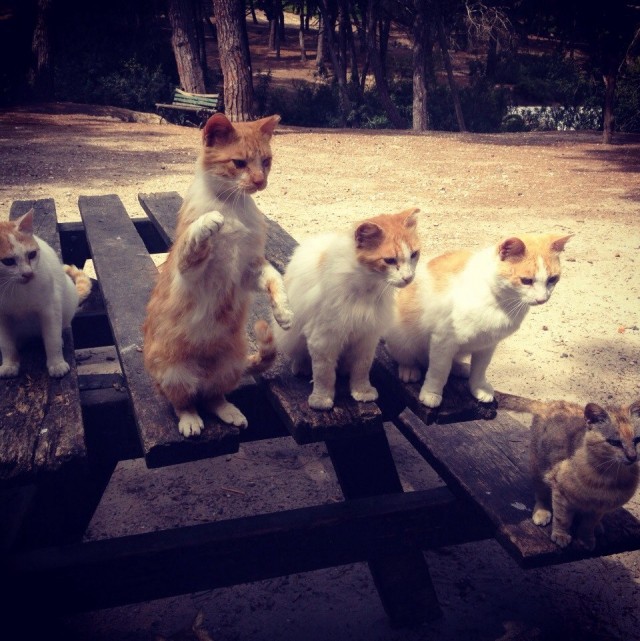 Которник