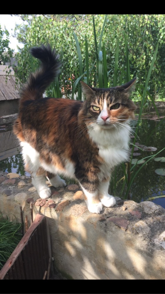 Котовторник же очередной