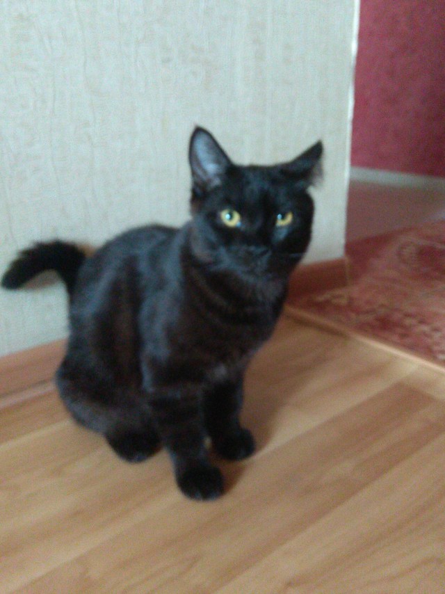 Хоба! Котовторник!
