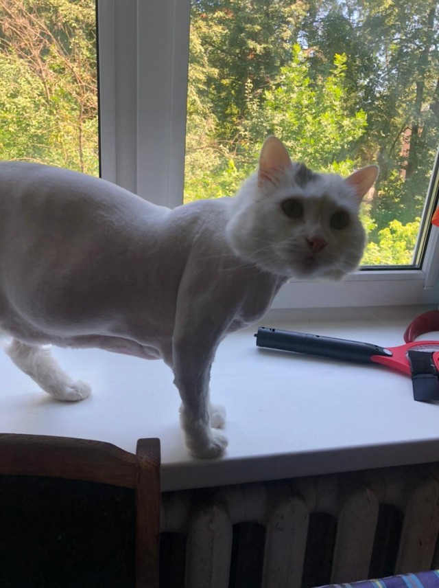Кот Василий