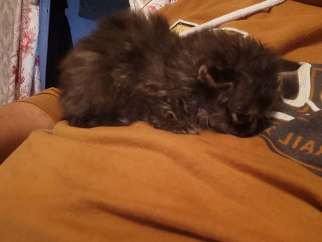 Котенок Ричард