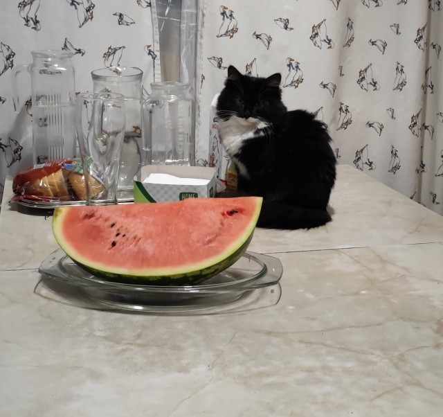 Котовторник 05.10.21 г