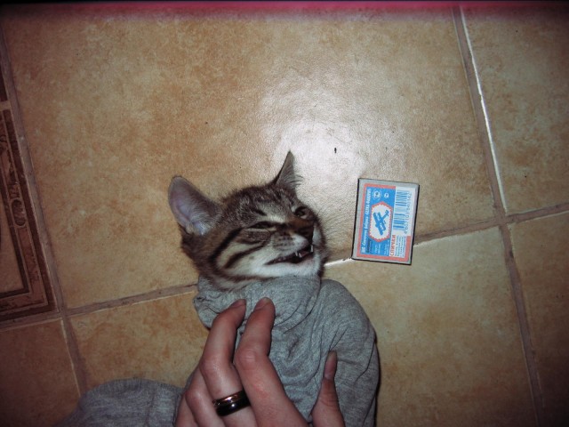 Личинка котэ