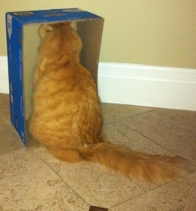 Котстел