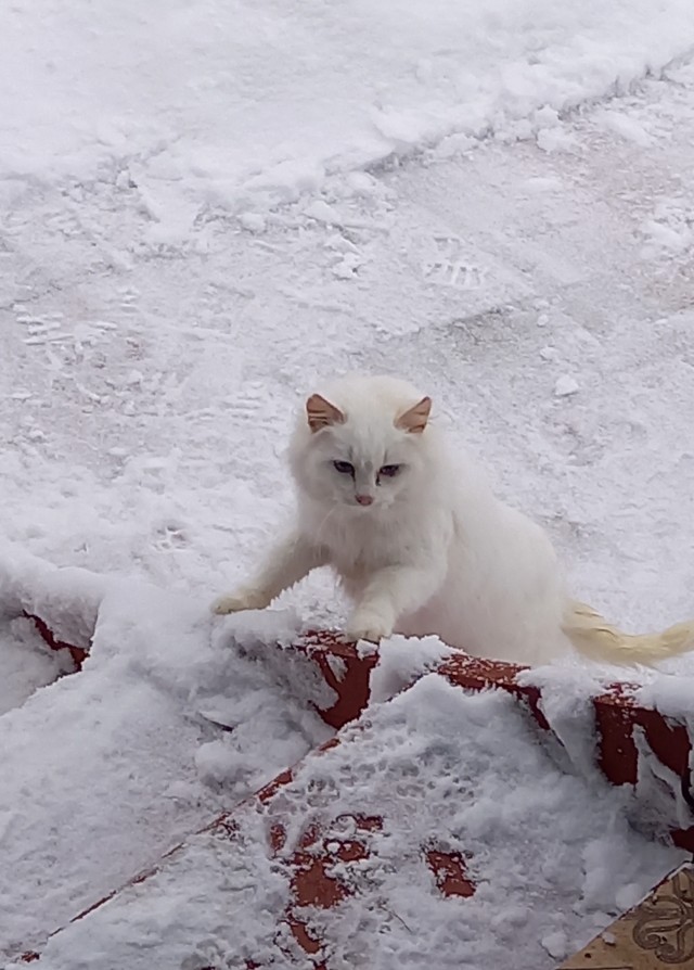 А у вас есть питомец "на стороне"?