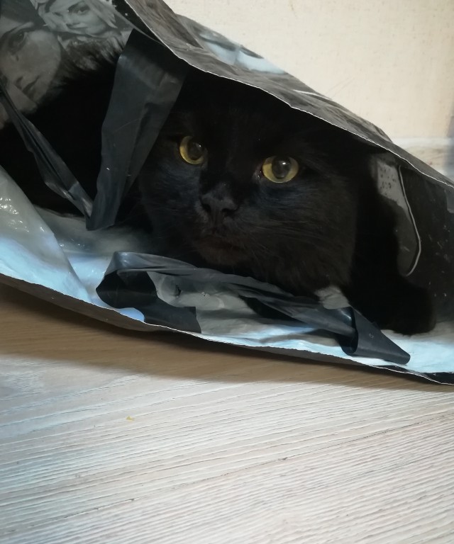 А что это мы котовторник не начинаем? Время пришло!