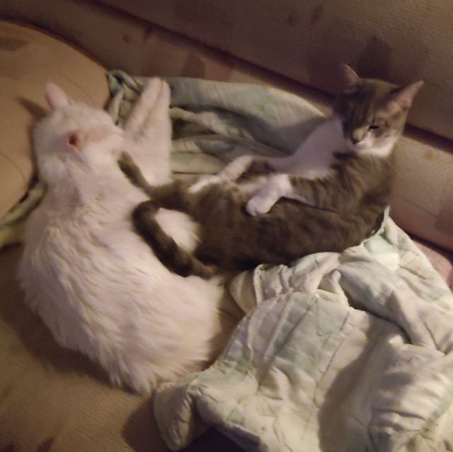 Котовторник вроде.