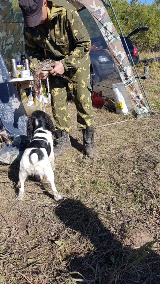 Лохматый друг