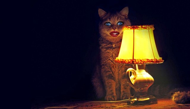 Умница-кот