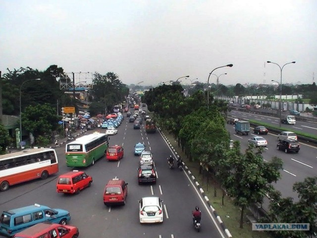 Они живут только 40 лет