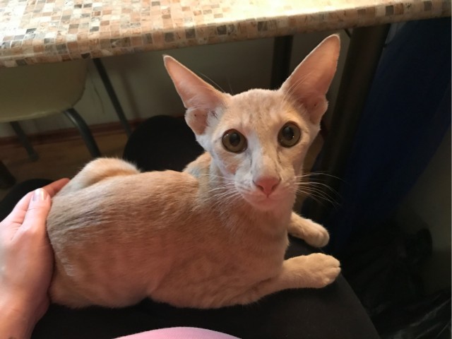 Котик с приюта